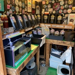 【五桜メダカ】 6月4日　横須賀めだか無人販売