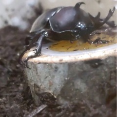 6月生まれのカブトムシ の画像