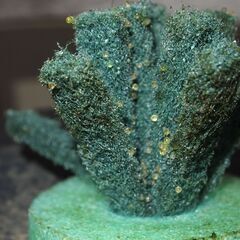 メダカ　完売　紅白ラメ幹之卵　50個以上　産卵床付きの画像