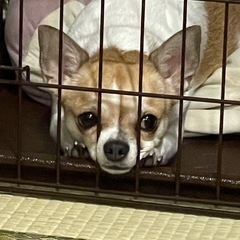 怖がりなので穏やかな家庭でお願いします ディアヘッド チワワ 女...