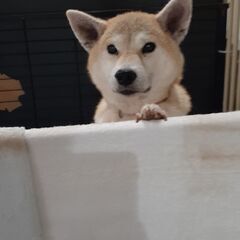 性格はなまる🎀柴犬の花子ちゃん - 東海市