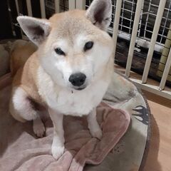 性格はなまる🎀柴犬の花子ちゃん
