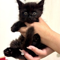 🐈‍⬛ふわふわ黒毛のトムくん🐈‍⬛