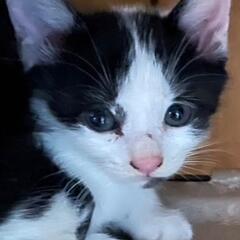 ①白黒ハチワレ子猫 生後1ヶ月ちょっと