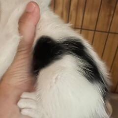 ①白黒ハチワレ子猫 生後1ヶ月ちょっと - 里親募集