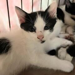 ①白黒ハチワレ子猫 生後1ヶ月ちょっと - 延岡市