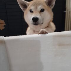 性格はなまる🎀柴犬の花子ちゃん - 犬