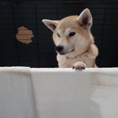 性格はなまる🎀柴犬の花子ちゃん − 愛知県