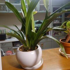 おもと筑後実生 第51回おもと実生展示会 羽根神社 \u2013 おもとの豊明園（ほうめいえん）