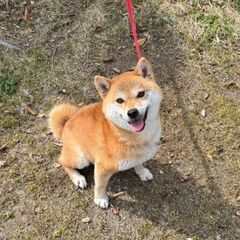 里親さま決定😊豆柴のきょろちゃん - 犬