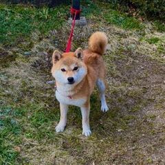 里親さま決定😊豆柴のきょろちゃん − 愛知県