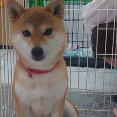 🎀3歳・可愛い豆柴のきょろちゃん