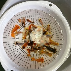 金魚、江戸錦、宇野らんちゅう、水泡眼の画像