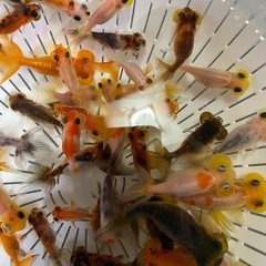金魚、江戸錦、宇野らんちゅう、水泡眼の画像