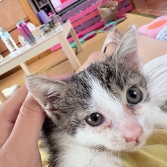 5/29日に母猫からはぐれた子猫を保護しました！