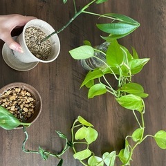 観葉植物　ポトス　パキラ　抜き苗　レア　斑入り