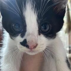 ②白黒ハチワレ子猫 生後1ヶ月ちょっと