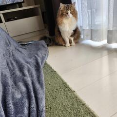 飼い猫がいなくなりました！探してます