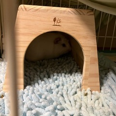 モルモット　オス　里親募集 − 神奈川県