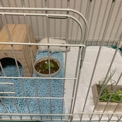 モルモット　オス　里親募集 - 厚木市