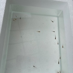 メダカ　三色ラメ10匹+α