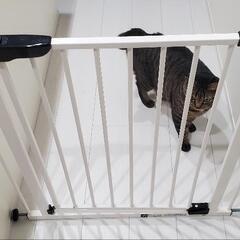 ベビーゲート