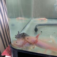 ウーパールーパー☆多数☆