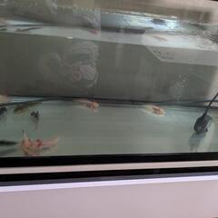 ウーパールーパー☆多数☆マーブルの画像