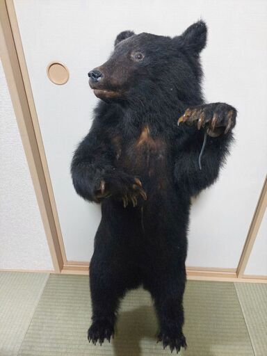 処分決定　ツキノワグマ　剥製