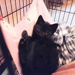 幸運の黒猫ちゃん