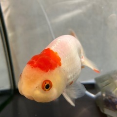 ランチュウ
