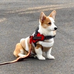 (再募集)8ヶ月のコーギーの女の子です - 犬