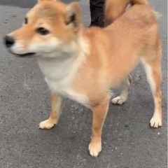 1歳の柴犬の女の子 - 岡山市