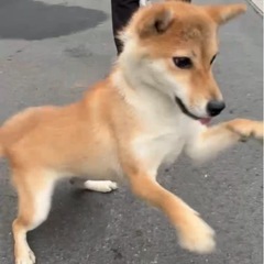 1歳の柴犬の女の子 - 犬