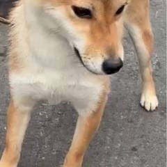 1歳の柴犬の女の子