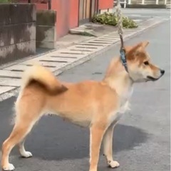 1歳の柴犬の女の子 − 岡山県