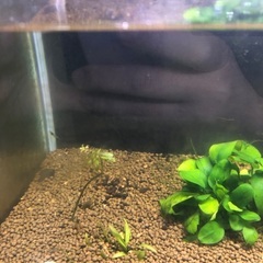 水槽 51.5cm 熱帯魚 小物セット グッピー エビ 水草 流木の画像