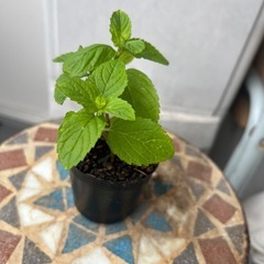 🪴我が家のモヒートミント イエルバブエナ 苗 菌ちゃん農法の画像