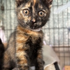 サビ子猫のバタちゃん
