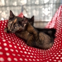 サビ子猫のバタちゃん - 猫