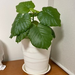 フィカス・ウンベラータ