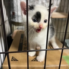 おっとり白黒猫くん - 里親募集