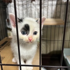 おっとり白黒猫くん - 海部郡