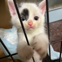 おっとり白黒猫くん - 猫