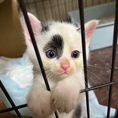 おっとり白黒猫くん − 徳島県