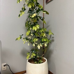 138cm◎ シェフレラ ゴールドリーフ 観葉植物 室内 大型 ...