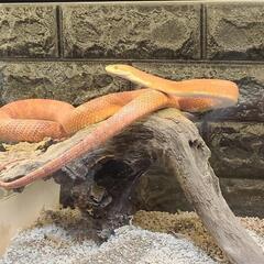 爬虫類飼育プロフィール。閲覧用。 - 尾道市