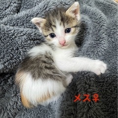 5匹の里親募集（2匹から飼える人）