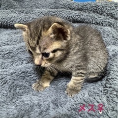 5匹の里親募集（2匹から飼える人）