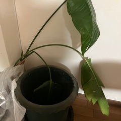 観葉植物　植物　オーガスタ　分株　鉢　無料